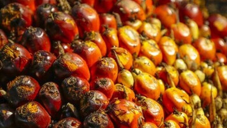 Permintaan India Dongkrak Harga CPO Jadi USD 877,89